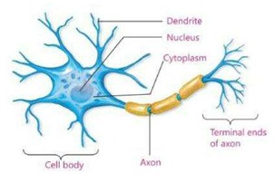 Axon