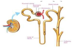 Axon
