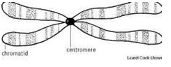 Axon