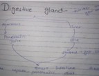 Digestive gland